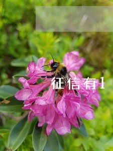 征信有1次逾期2次小额贷款 征信有1次逾期2次小额贷款