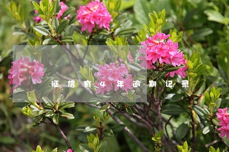 征信有4年逾期记录 征信有4年逾期记录