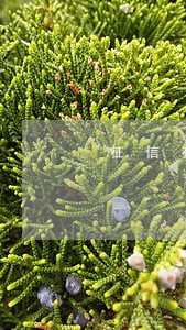 征信有4笔信用卡逾期