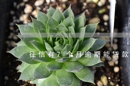 征信有7个月逾期能贷款吗 征信有7个月逾期能贷款吗