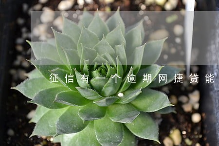 征信有一个逾期网捷贷能做吗 征信有一个逾期网捷贷能做吗