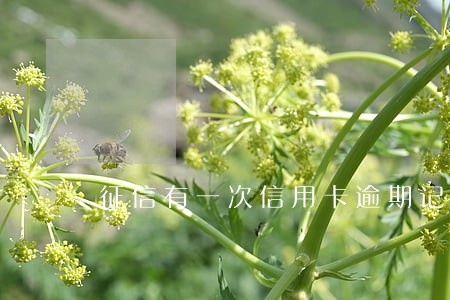 征信有一次信用卡逾期记录 征信有一次信用卡逾期记录