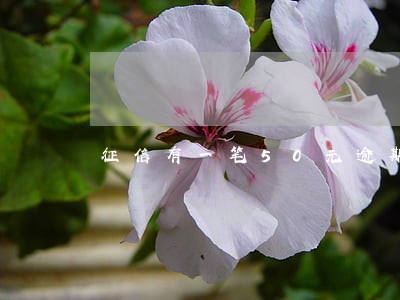 征信有一笔50元逾期一个月 征信有一笔50元逾期一个月