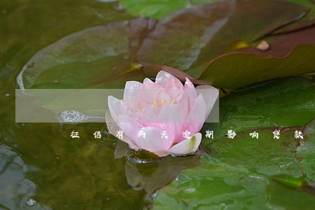 征信有两天逾期影响贷款吗 征信有两天逾期影响贷款吗
