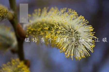 征信有个逾期华融湘江银行 征信有个逾期华融湘江银行