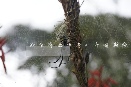 征信有五年内4个逾期账户数