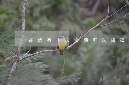 征信有十次逾期可以贷款吗 征信有十次逾期可以贷款吗