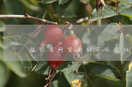 征信有网贷逾期可以交社保么 征信有网贷逾期可以交社保么