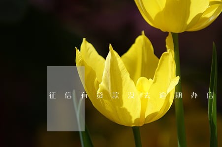 征信有贷款没去逾期办信用卡吗