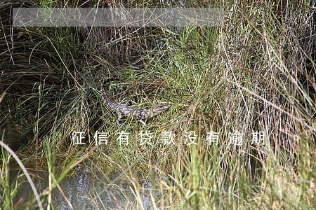 征信有贷款没有逾期 征信有贷款没有逾期