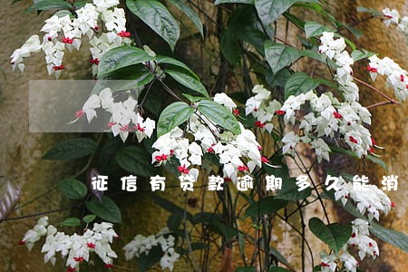 征信有贷款逾期多久能消除 征信有贷款逾期多久能消除
