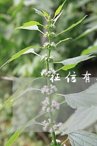 征信有过逾期想贷款买车 征信有过逾期想贷款买车