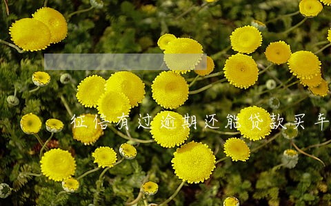 征信有过逾期还能贷款买车吗 征信有过逾期还能贷款买车吗