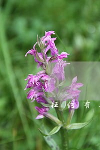 征信有逾期也能通过的网贷