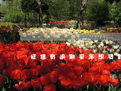 征信有逾期买车想贷款 征信有逾期买车想贷款