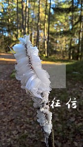征信有逾期信用卡办下来了