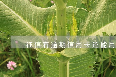 征信有逾期信用卡还能用吗
