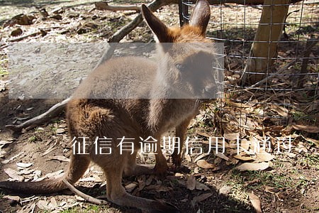 征信有逾期信用卡通过 征信有逾期信用卡通过