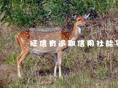 征信有逾期信用社能贷款吗 征信有逾期信用社能贷款吗