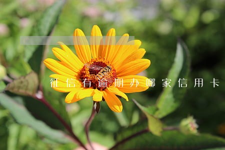 征信有逾期办哪家信用卡 征信有逾期办哪家信用卡