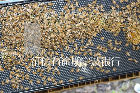 征信有逾期宁波银行 征信有逾期宁波银行