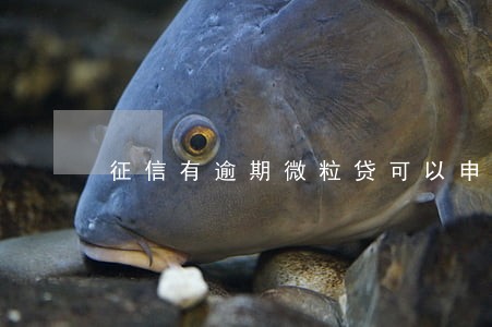 征信有逾期微粒贷可以申请6 征信有逾期微粒贷可以申请6