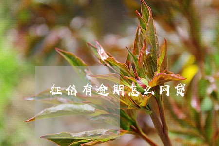 征信有逾期怎么网贷