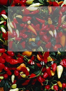征信有逾期能做什么贷款 征信有逾期能做什么贷款