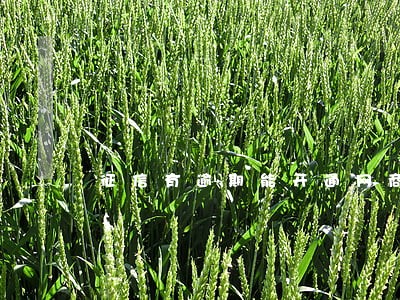 征信有逾期能开通网商贷吗 征信有逾期能开通网商贷吗