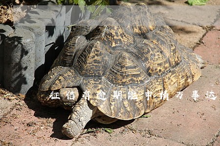 征信有逾期能申请万事达信用卡吗 征信有逾期能申请万事达信用卡吗