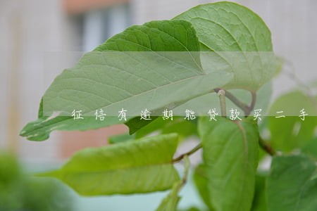 征信有逾期能贷款买二手车么 征信有逾期能贷款买二手车么