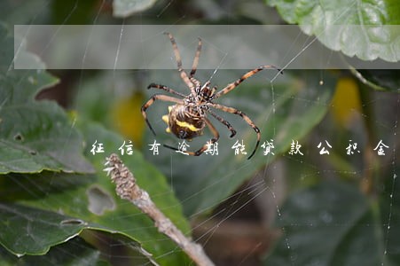 征信有逾期能贷款公积金 征信有逾期能贷款公积金