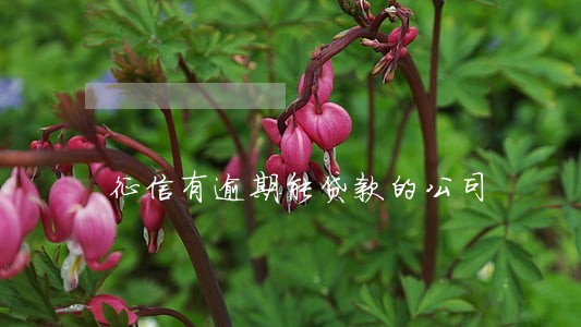 征信有逾期能贷款的公司 征信有逾期能贷款的公司