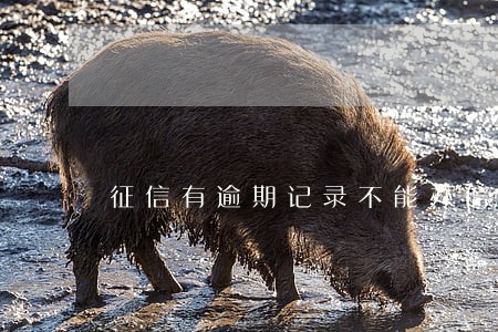 征信有逾期记录不能办信用卡么