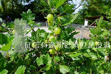 征信有逾期记录但是没满30天 征信有逾期记录但是没满30天