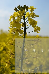 征信有逾期记录的贷款 征信有逾期记录的贷款