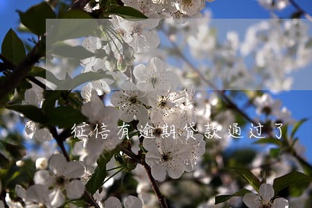 征信有逾期贷款通过了
