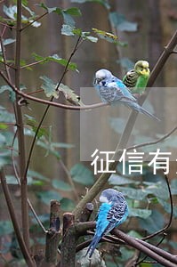征信有逾期过可以贷款买车吗 征信有逾期过可以贷款买车吗