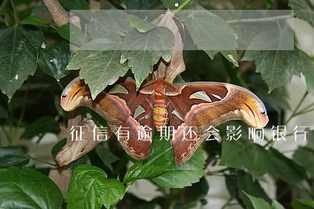 征信有逾期还会影响银行转贷吗 征信有逾期还会影响银行转贷吗