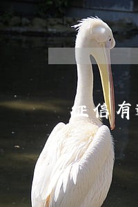 征信有逾期还能下款的网贷 征信有逾期还能下款的网贷