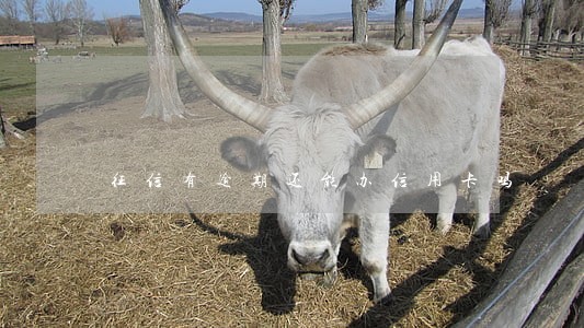 征信有逾期还能办信用卡吗 征信有逾期还能办信用卡吗