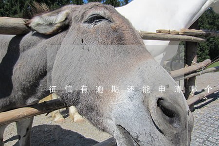 征信有逾期还能申请哪个网贷 征信有逾期还能申请哪个网贷