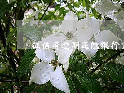 征信有逾期还能银行贷款吗 征信有逾期还能银行贷款吗