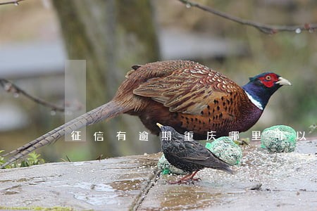 征信有逾期重庆哪里可以贷款 征信有逾期重庆哪里可以贷款