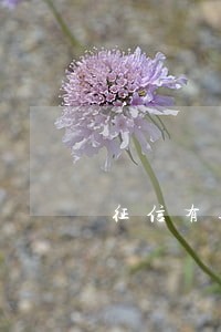 征信有逾期银行开证明好使吗 征信有逾期银行开证明好使吗