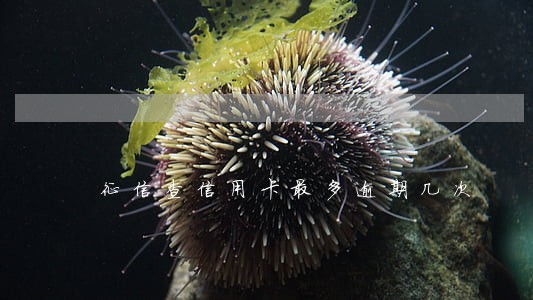 征信查信用卡最多逾期几次 征信查信用卡最多逾期几次