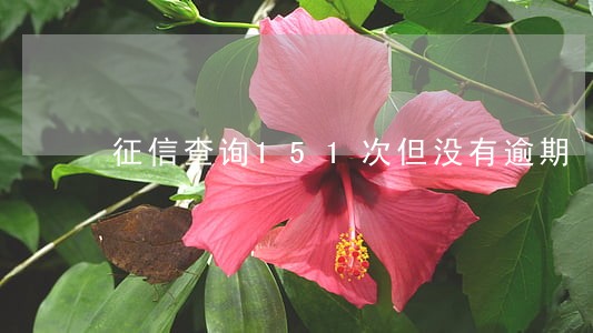 征信查询151次但没有逾期