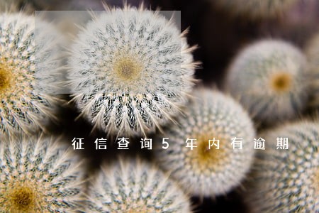 征信查询5年内有逾期 征信查询5年内有逾期