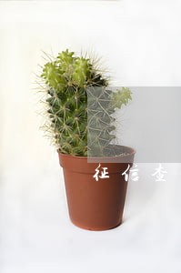 征信查询有24个月逾期 征信查询有24个月逾期