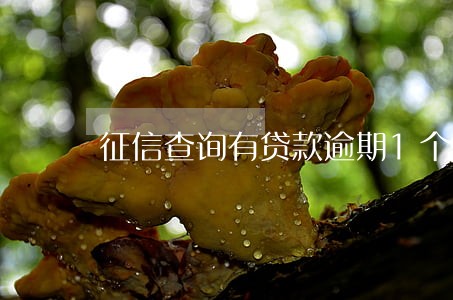 征信查询有贷款逾期1个月